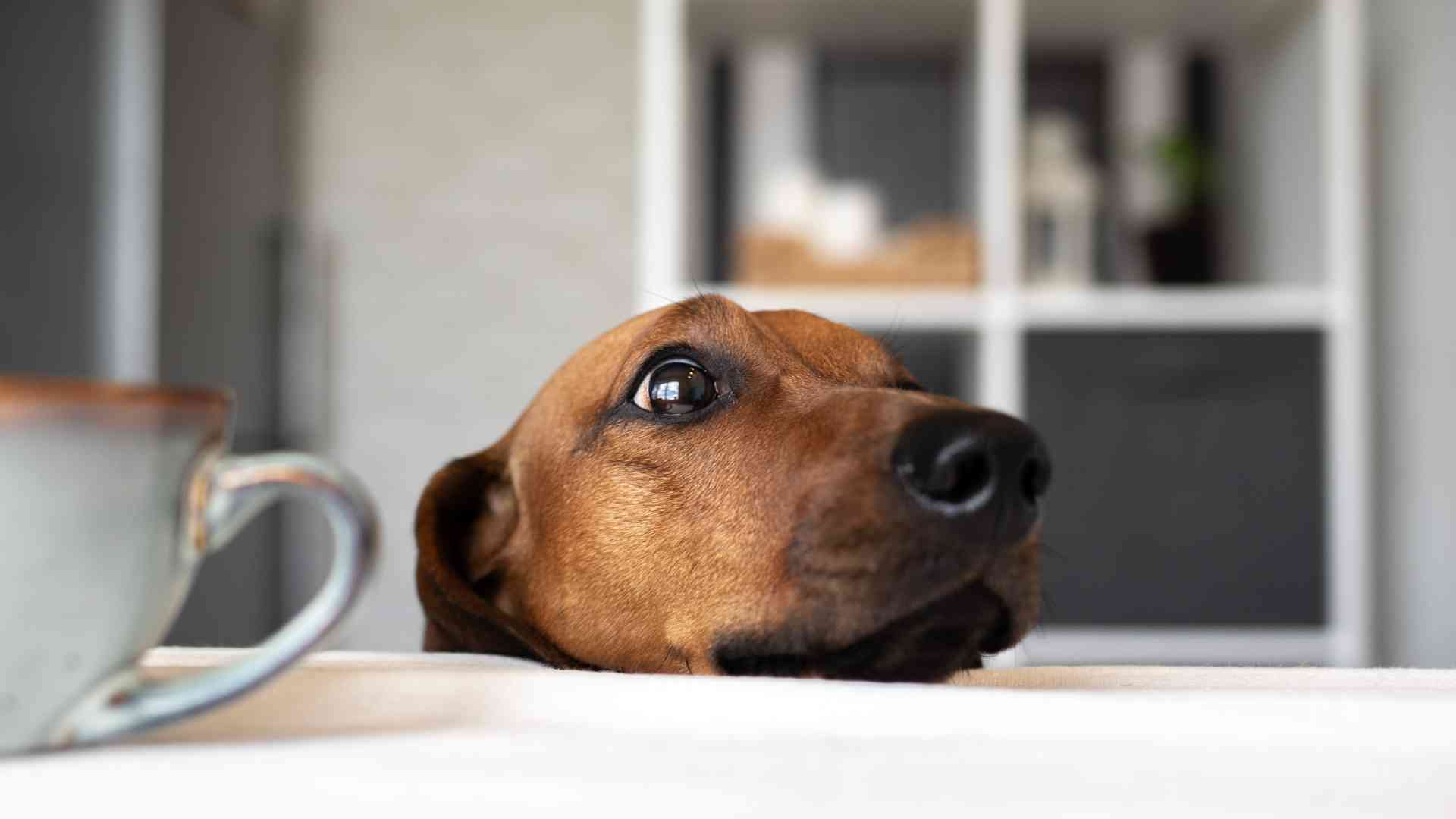 pollo para perros width=